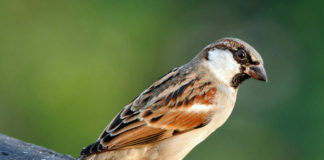 World Sparrow Day