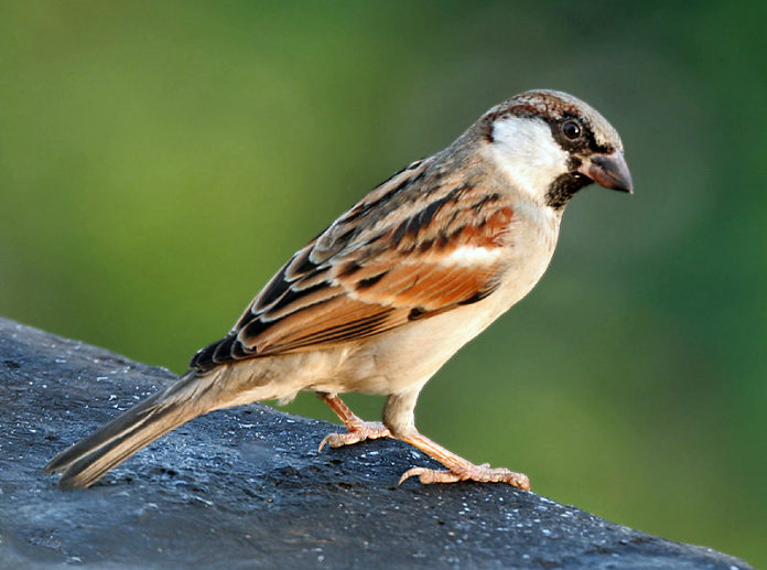 World Sparrow Day